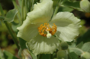 Meconopsis napaulensis